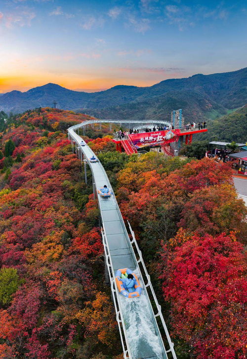 山東限定秋景上線，賞葉經(jīng)濟(jì)迎來升溫