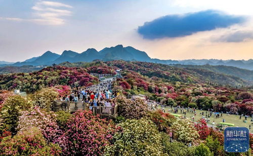 詩意中國丨春日上春山 景區管理的詩意與秩序